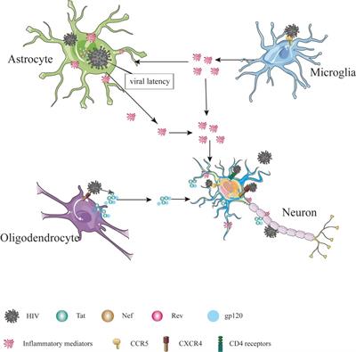 A new perspective on HIV: effects of HIV on brain-heart axis